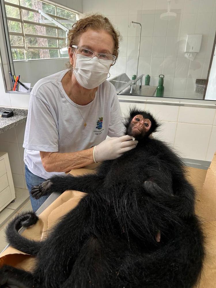 Atendimento veterinário a macaco-aranha pela Dra. Ana Rita Salles