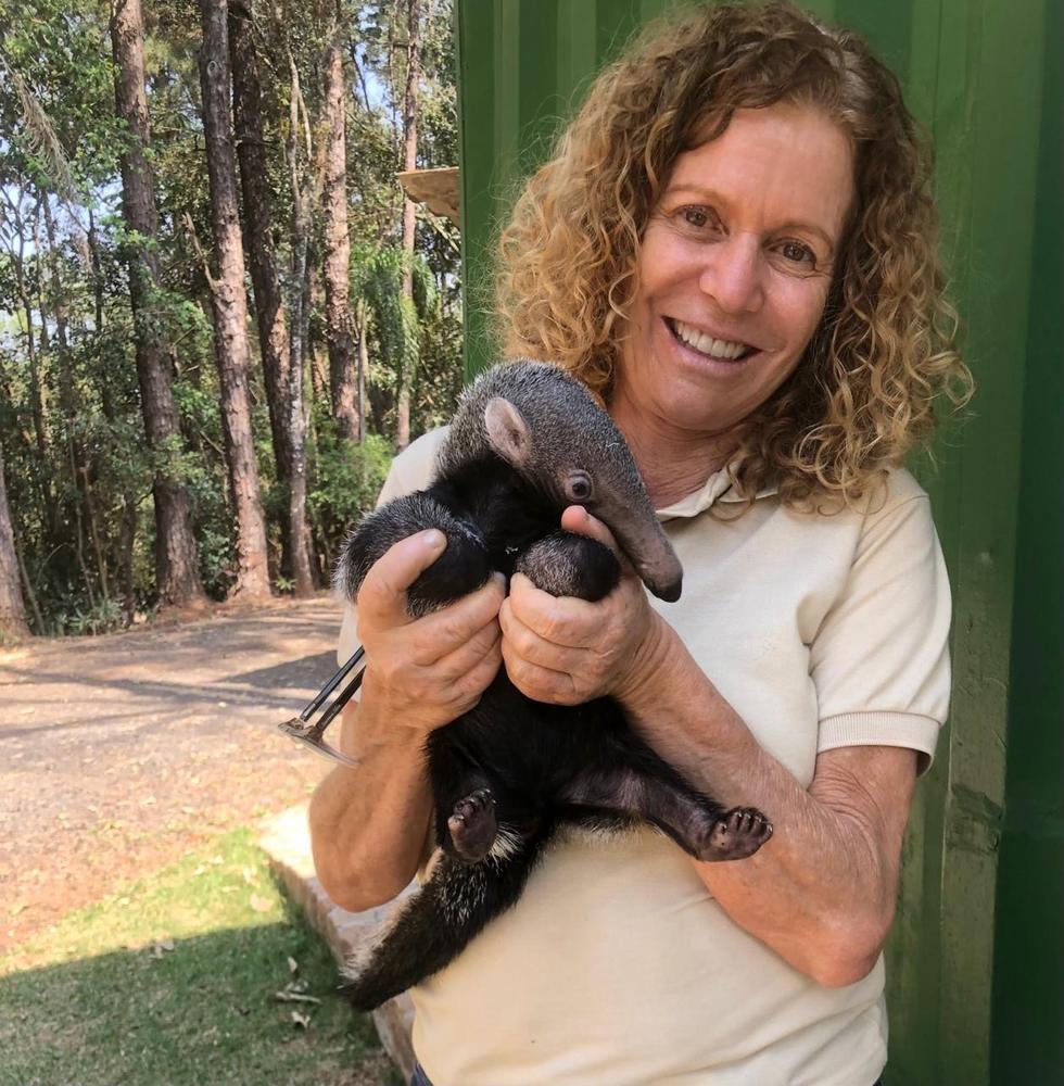 Dra. Ana Rita Salles com tamanduá durante atendimento a animal silvestre