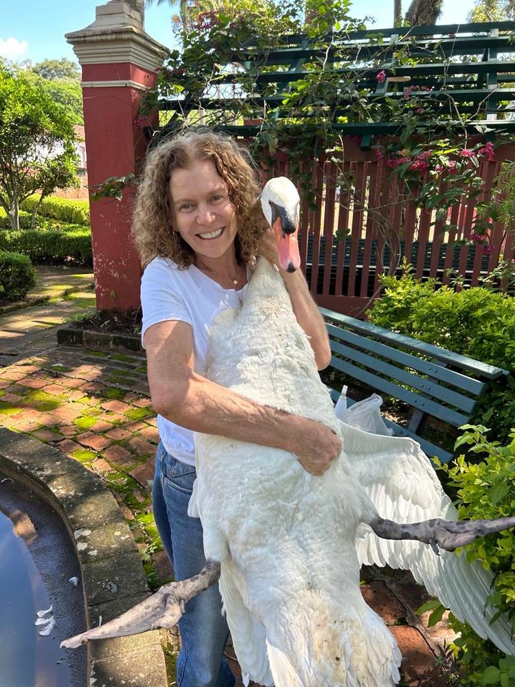Dra. Ana Rita Salles com cisne atendido em consulta veterinária