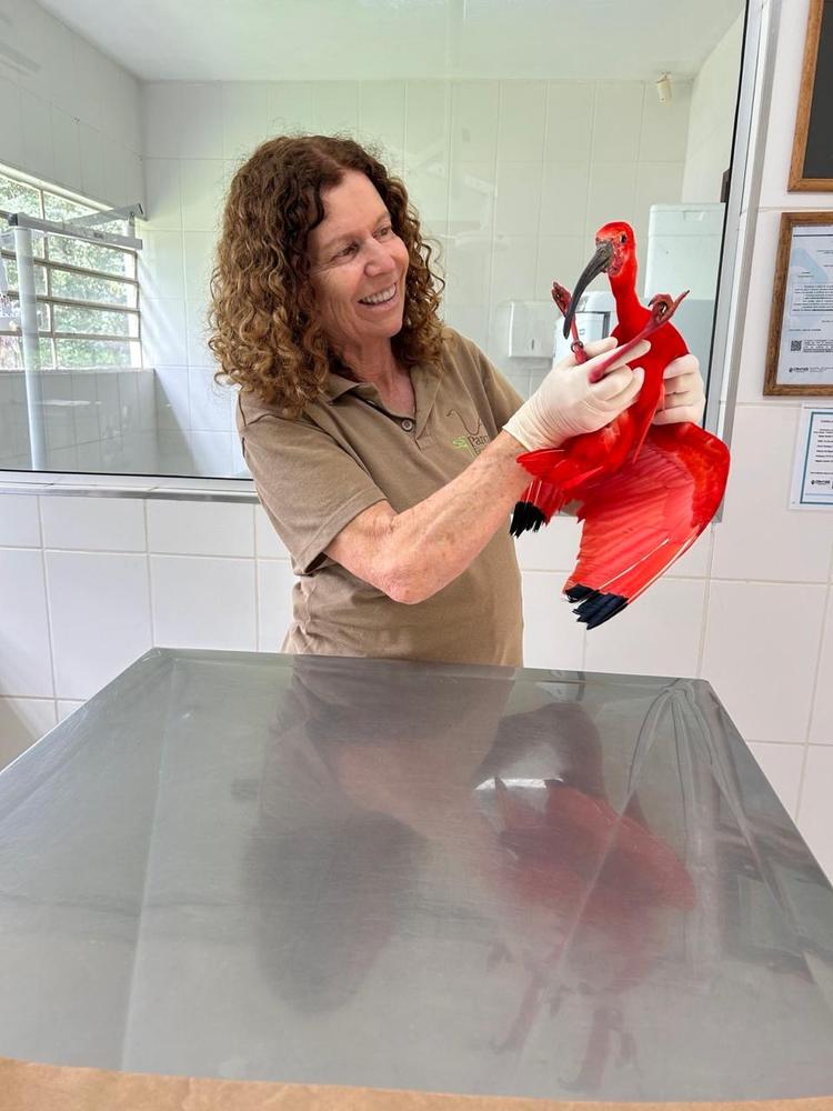 Atendimento veterinário a guará (íbis-vermelho) pela Dra. Ana Rita Salles