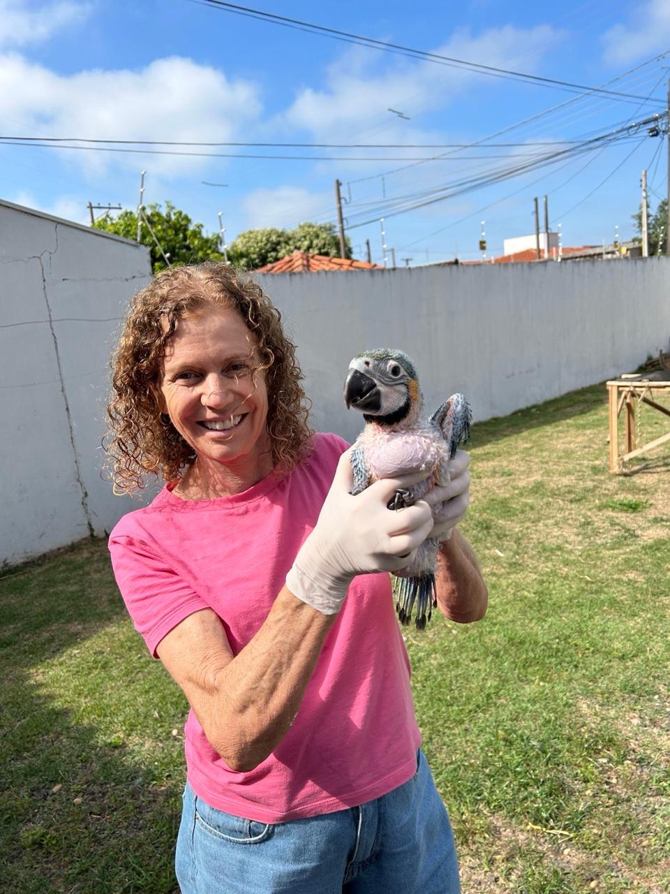Dra. Ana Rita Salles com filhote de arara durante atendimento veterinário especializado em aves em São Carlos