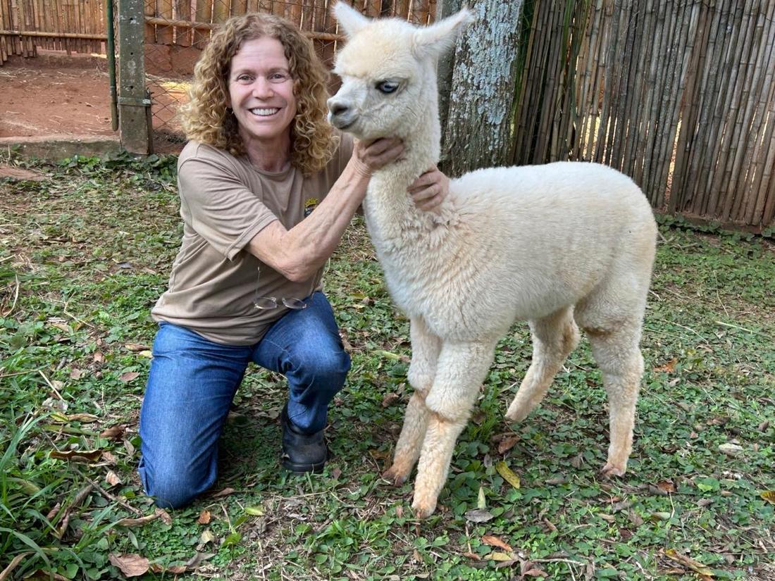 Dra. Ana Rita Salles em atendimento a alpaca
