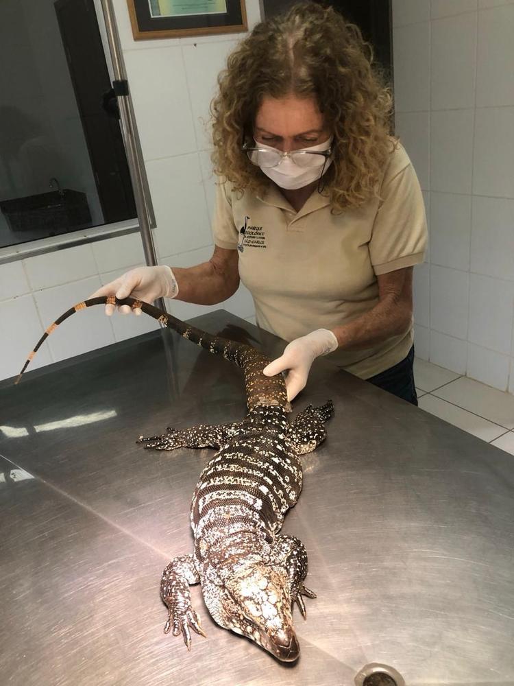 Avaliação veterinária de teiú pela Dra. Ana Rita Salles