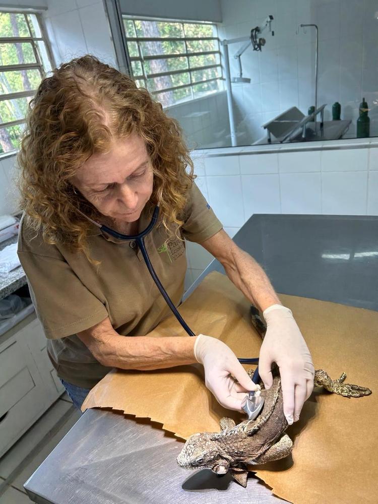 Exame com estetoscópio em iguana realizado pela Dra. Ana Rita Salles